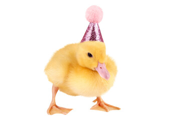 Cute duckling in birthday hat isolated on transparent background.