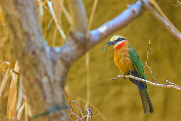 A charming bird, a white-fronted bee-eater, sits on a branch in dense thickets. Close-up photo of a bee-eater against a blurred background.