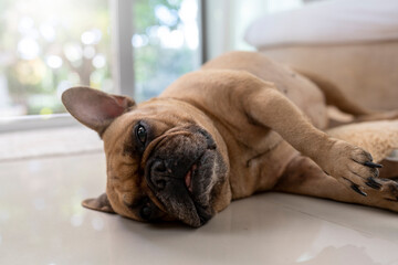 Sleeping old french bulldog on  dog bed indoor.