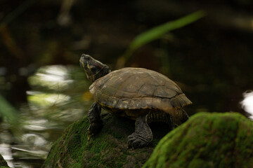 Obraz premium turtle in the grass