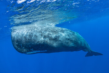Sperm whale underwater