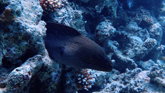 Moray eel in the red sea
