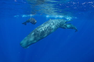 Sperm whale underwater