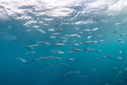 Sperm whale underwater