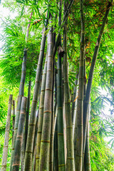 Huge bamboo plants in the rainforest climate
