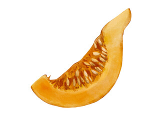 watercolor squash, watercolor food, colorful pumpkin, pumpkin slice, orange pumpkin