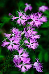 美しい女性の姿