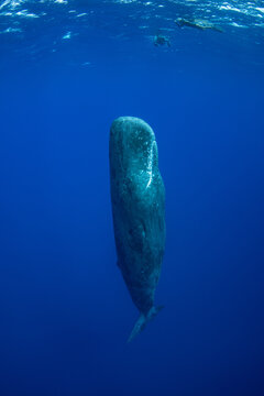 Sperm whale underwater