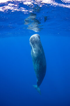 Sperm whale underwater