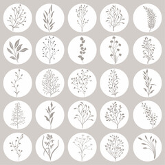 Vector illustration with set of wild plants - 645264158