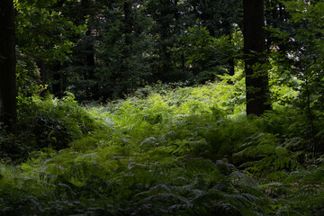 Fototapeta na wymiar sattgrüner Farn im Wald in einer Lichtung an einem Sommertag