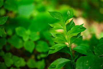 Green leaves in the forest, Istanbul, Turkey