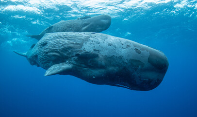 Sperm whale underwater