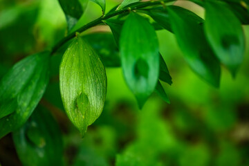 Green leaves in the forest, Istanbul, Turkey