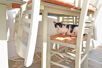 beautiful black and white cat sitting on chair at a greek tavern
