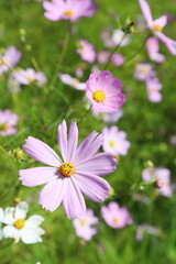 咲き乱れる淡いピンクや白のコスモス