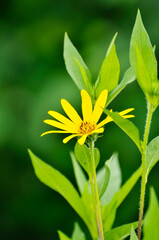 yellow flower in the garden