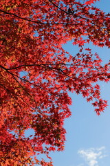 青空を背景に撮影した真っ赤なカエデ