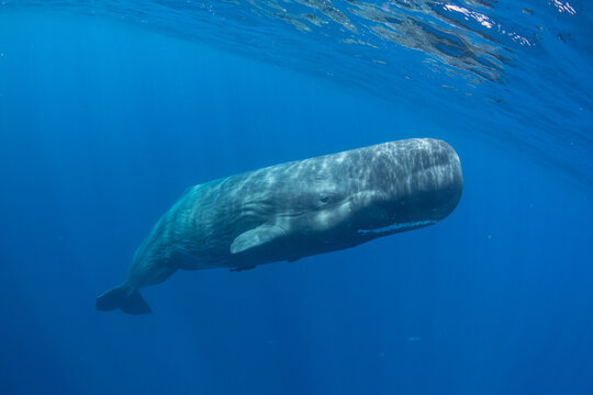 Sperm whale underwater