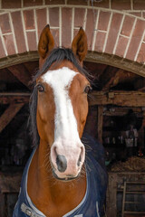 Stare down by a beautiful horse at a farm in the Betuwe, Netherlands