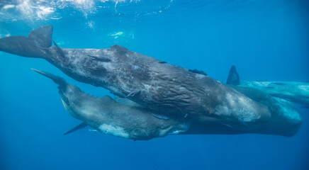 Fototapeta premium Sperm whale underwater