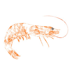 shrimp drawing