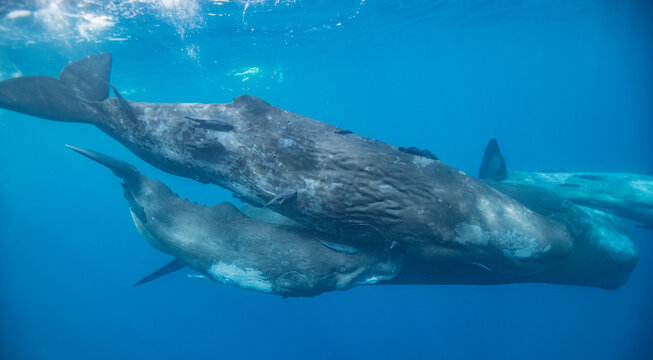 Sperm whale underwater