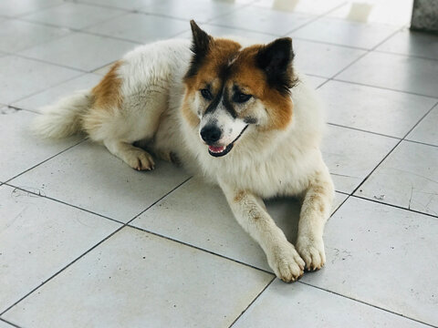 A cute Thai Bangkaew Dog in the viewing pavilion at the Promthep Windmill Viewpoint in Phuket, Thailand.