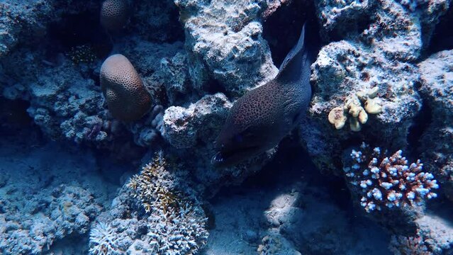 Moray eel in the red sea
