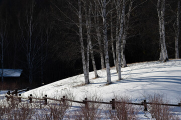 雪原とシラカバの木
