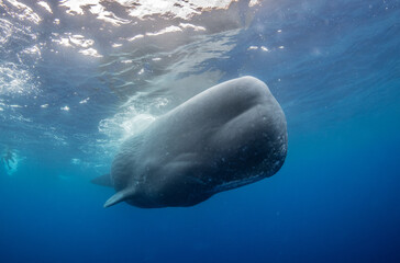 Sperm whale underwater