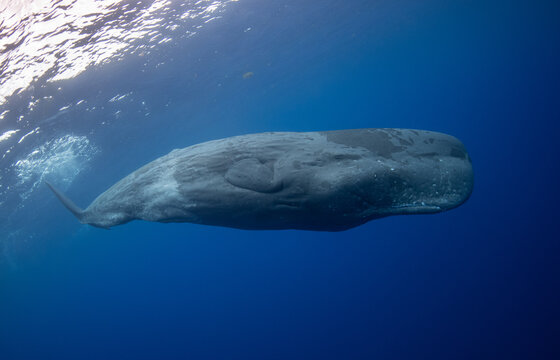 Sperm whale underwater