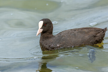 Close-up of the Eurasian coot (Fulica atra, common coot, Australian coot) - black bird with white beak and forehead