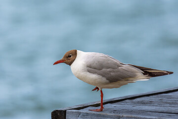 Close-up of the black-headed gull (Chroicocephalus ridibundus) - small seagull in breeding plumage