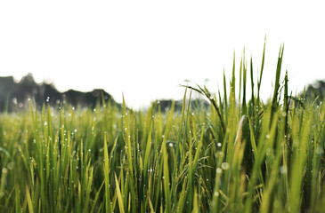 Green rice fields in nature with water dew drops in the morning fresh in the countryside.