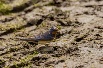 Close-up of the barn swallow (Hirundo rustica) collecting mud for building a nest