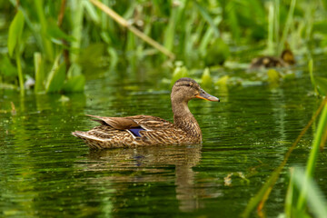 Close-up of a female of the mallard wild duck (Anas platyrhynchos) swimming in a river