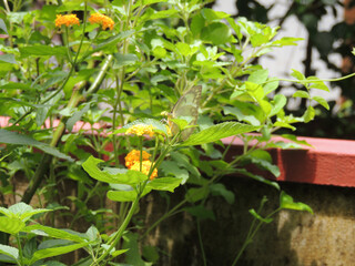 Butterfly on orange marigold flower