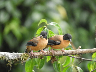 Black & Orange Flycatcher