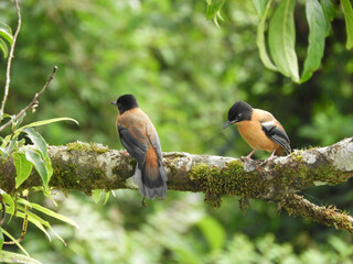 Black & Orange Flycatcher