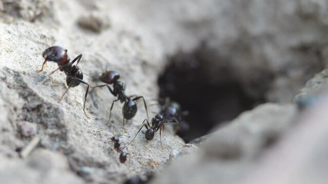 Ants come out of an underground anthill. Slow motion recording.
