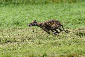 Whippet dog running fast straight at full speed straight on camera