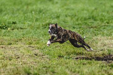Whippet dog running fast straight at full speed straight on camera