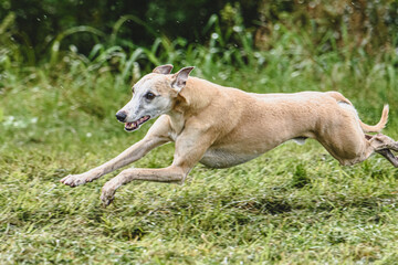 Whippet dog running fast straight at full speed straight on camera