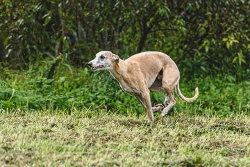 Obraz na płótnie Canvas Whippet dog running fast straight at full speed straight on camera