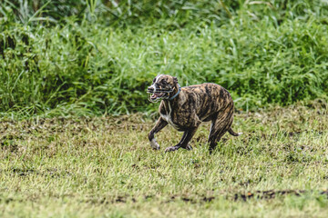 Whippet dog running fast straight at full speed straight on camera