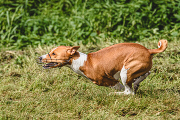 Basenji dog moment of running and flying in green field at full speed