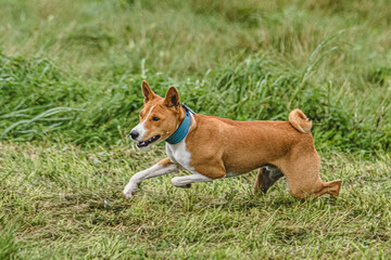 Basenji dog running fast and chasing lure across green field at dog racing competion