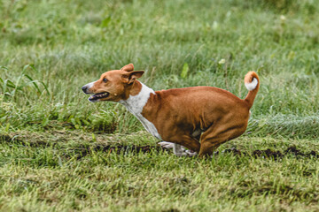 Naklejka na ściany i meble Basenji dog running fast and chasing lure across green field at dog racing competion