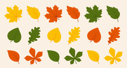 Autumn leaves collection. Colorful foliage isolated on white background. Falling leaves. Orange leaves maple, chestnut and oak. Vector illustration.